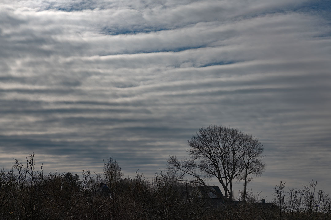 Altocumulus undulatus